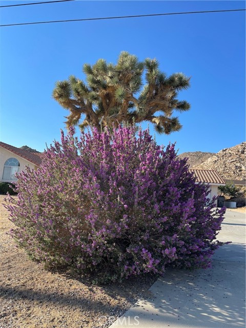 Detail Gallery Image 45 of 65 For 61218 Sandalwood Trl, Joshua Tree,  CA 92252 - 3 Beds | 2 Baths