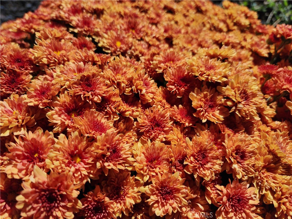 https://media.crmls.org/medias/fe8957d7-df61-41ab-b9dc-c6738c594b76.jpg?preset=X-Large