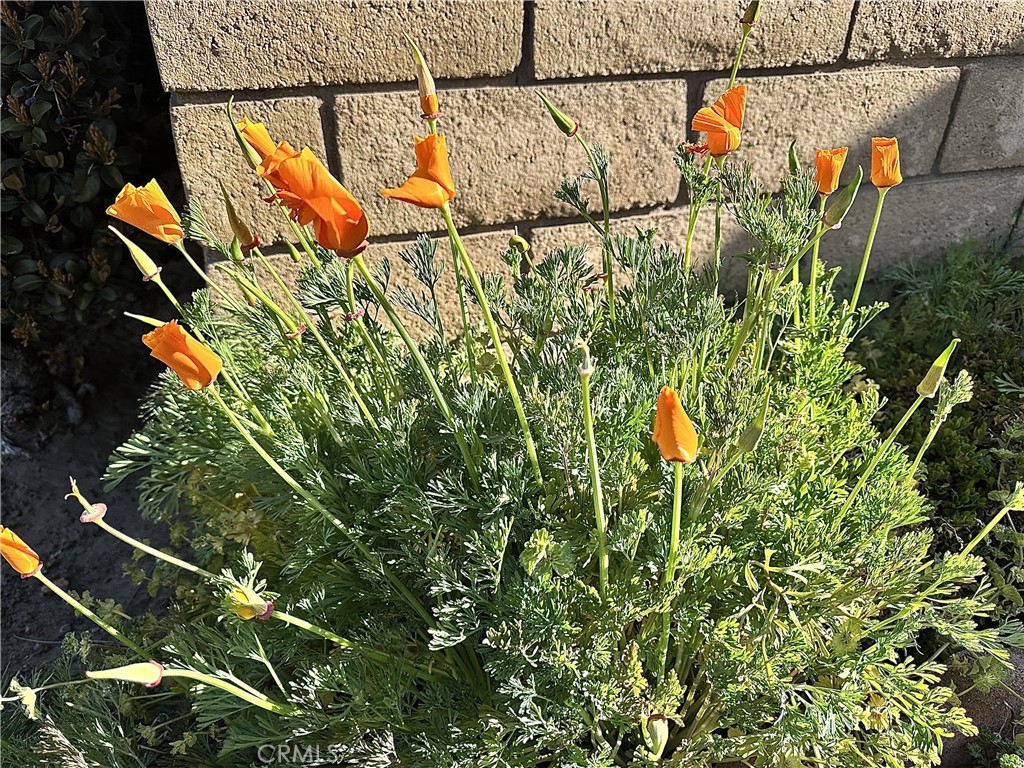 https://media.crmls.org/medias/fe93c811-a878-4ab2-b5ce-2ce20ebd73a7.jpg?preset=X-Large