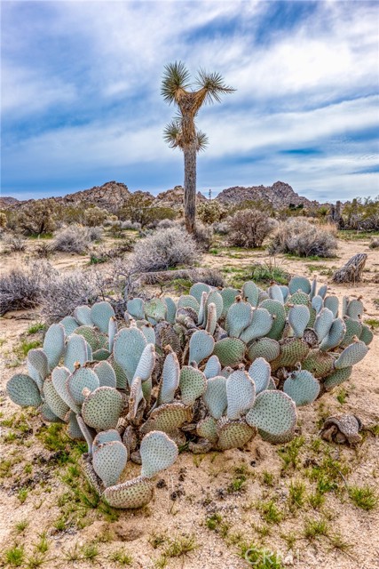 Detail Gallery Image 5 of 41 For 130 Rd Hollinger, Joshua Tree,  CA 92252 - – Beds | – Baths