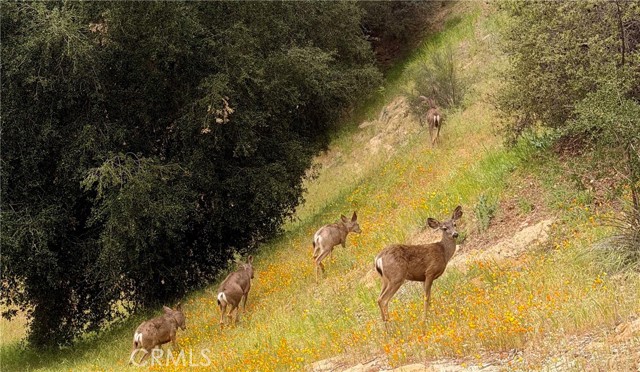 Detail Gallery Image 19 of 19 For 3418 Dorothy, Topanga,  CA 90290 - 3 Beds | 2/1 Baths