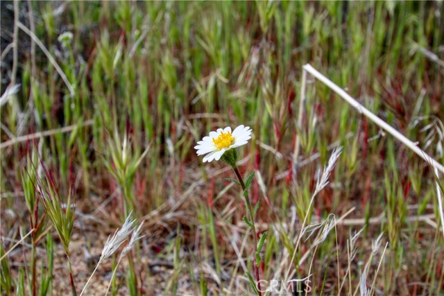 Detail Gallery Image 14 of 32 For 26 Vista Rd, Pioneertown,  CA 92356 - – Beds | – Baths