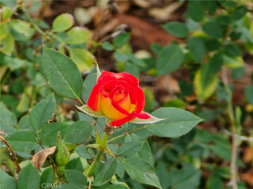 https://media.crmls.org/medias/fffd79aa-43aa-47dc-913a-1c2d34814463.jpg?preset=X-Large