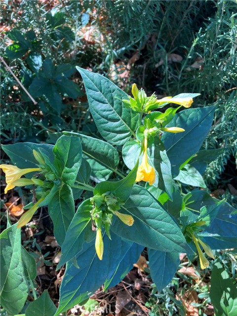 Oasis of Seasonal blooming flowers