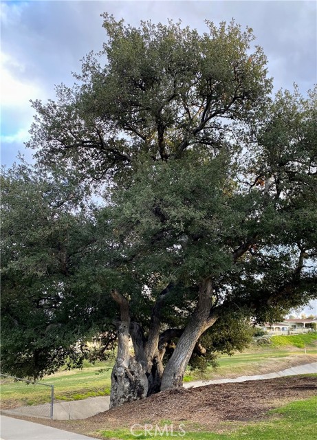 Oak Trees That Are 100's of Years Old!