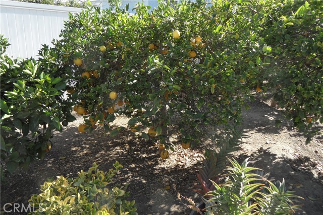 Lemon Tree
