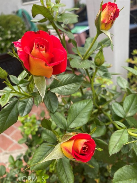 Garden full of
Blooming flowers come Springtime!