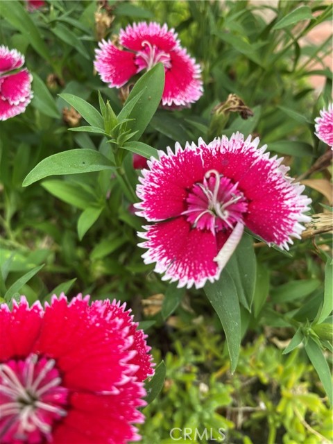 Springtime blooming floral colors