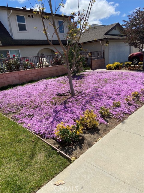 Front Yard in May