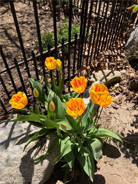 Poppys in the Yard