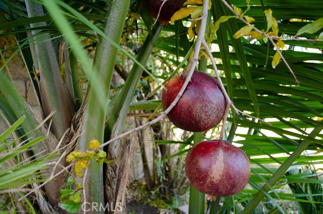 pomegranate and lemon trees