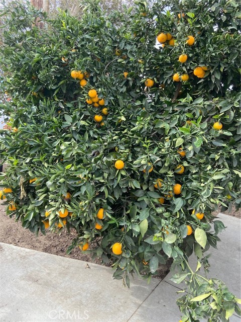 Orange tree