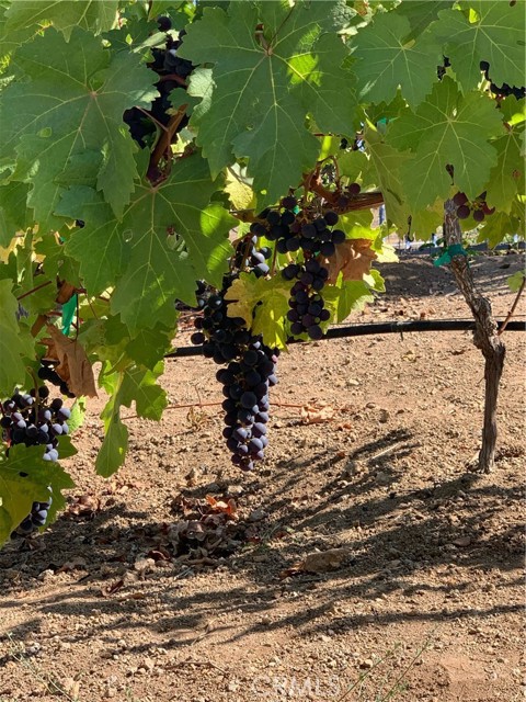 cabernet sauvignon grapes