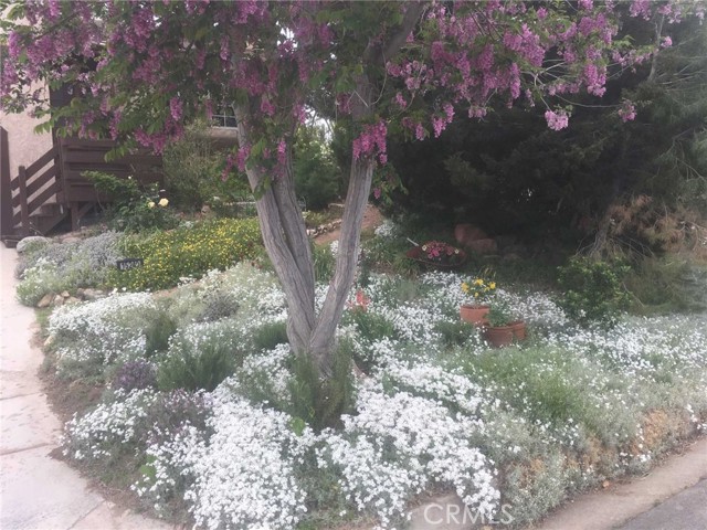 Front Yard in Bloom