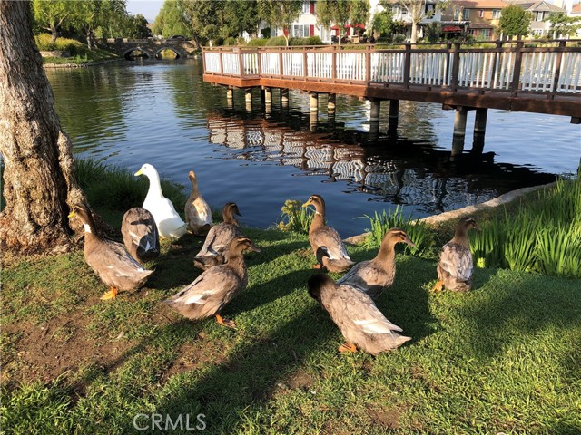 The Bridgeport Ducks and Pier