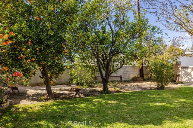 Orange, Lemon and peach trees