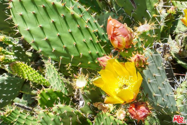 Drew Fenton | 190 Loma Metisse Road Malibu CA | MLS: 7251668