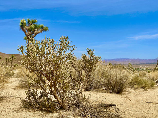 104 Bandera Road, Yucca Valley CA: https://media.crmls.org/mediaz/0033fd74-2c01-4246-998d-a3ee40386f19.jpg