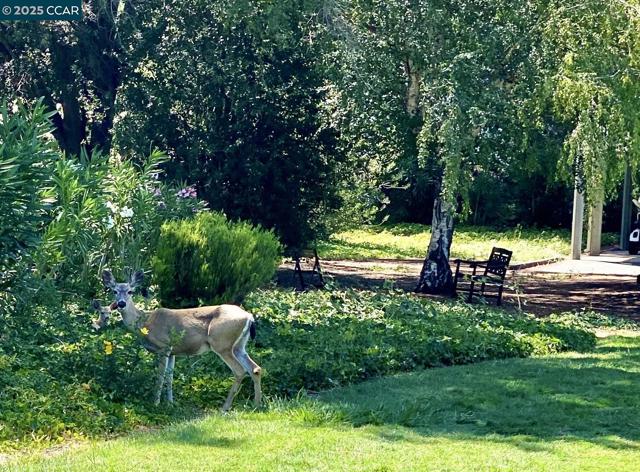 2933 Ptarmigan Dr, Walnut Creek CA: https://media.crmls.org/mediaz/003f7b8a-3a5c-4fce-be95-ea3a2cc4673a.jpg