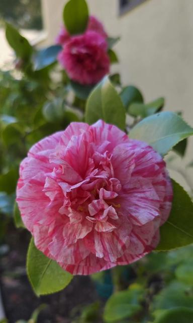 925 Skyward Drive, Aptos CA: https://media.crmls.org/mediaz/0055896b-4c48-4962-9da1-db77cf0f263b.jpg