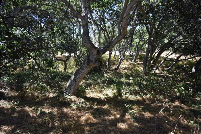 0 Alexander Lane, San Juan Bautista CA: https://media.crmls.org/mediaz/00a8c11b-b8b2-4b1a-b589-ad3101d37f5a.jpg