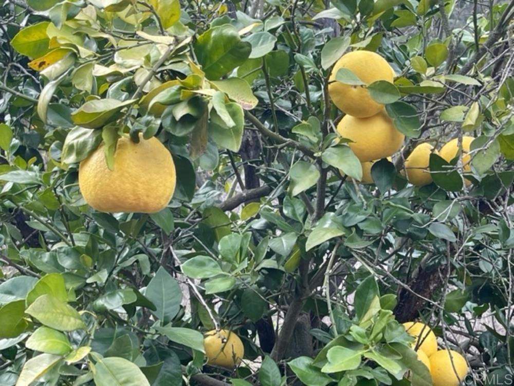 MLS #NDP2410587 image #13