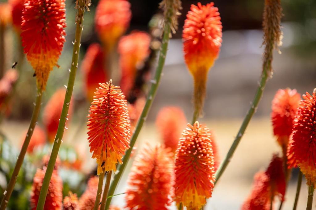 https://media.crmls.org/mediaz/0175ebfe-79df-4afa-800d-53f54adf908e.jpg?preset=X-Large