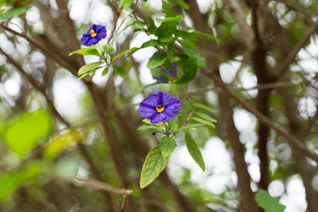 Image 60 of 73 For 829 Talisman Drive