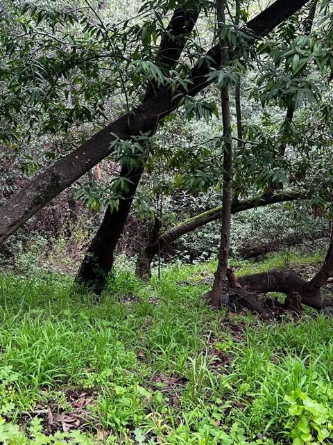 MLS #ML81959106 image #11