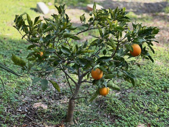 Detail Gallery Image 32 of 38 For 1451 Machado St, Oceanside,  CA 92054 - 3 Beds | 3 Baths