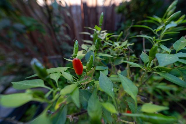 3637 Snell Avenue, San Jose CA: https://media.crmls.org/mediaz/034fbdd5-58da-4129-8bb0-9f344cda7049.jpg