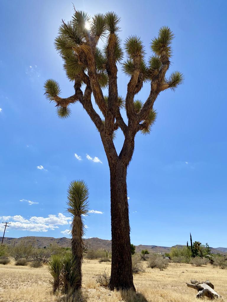 https://media.crmls.org/mediaz/04597278-b5c8-45f1-8d01-90c54c7df21b.jpg?preset=X-Large