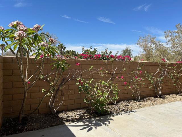 Side Back yard garden