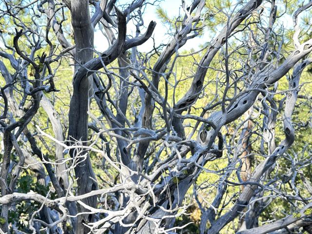0 Mountain View, Idyllwild CA: https://media.crmls.org/mediaz/04a96e31-28f5-4869-b415-79f9a3c3e9ea.jpg