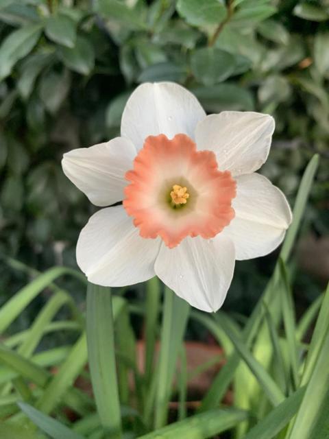 1152 Curtner Avenue, San Jose CA: https://media.crmls.org/mediaz/04d49018-94d8-4f47-acb7-fe5e3596203f.jpg