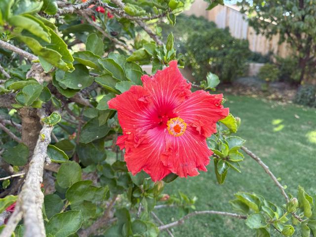 Detail Gallery Image 26 of 37 For 3515 Calle Gavanzo, Carlsbad,  CA 92009 - 4 Beds | 3/1 Baths