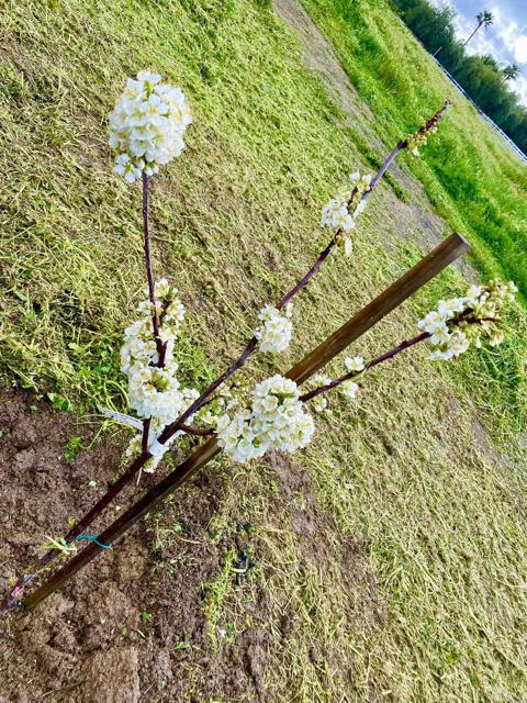 Detail Gallery Image 56 of 70 For 30606 Falling Star Circle, Valley Center,  CA 92082 - 4 Beds | 3 Baths