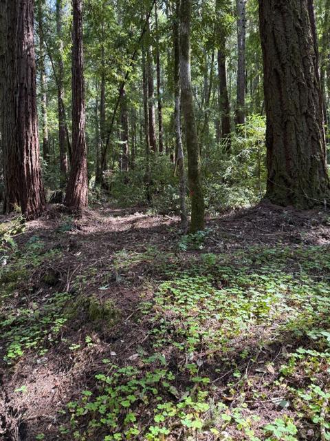 0 Slate Creek Rd., La Honda CA: https://media.crmls.org/mediaz/05d3cbee-ef1f-4710-9d45-893e751aee6d.jpg