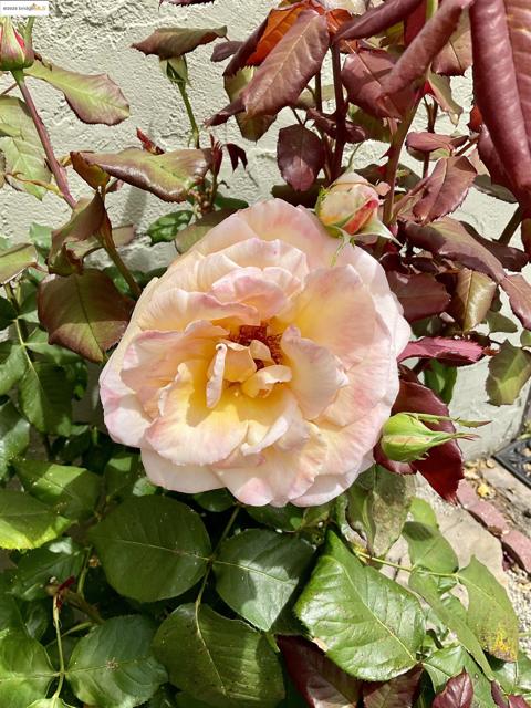 4091 Garden Rd, El Sobrante CA: https://media.crmls.org/mediaz/05e2e89f-1d9f-4972-aab9-eed29b26949f.jpg