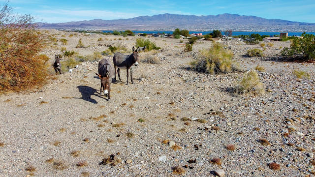 Image 55 of 83 For 12600 Havasu Lake Road
