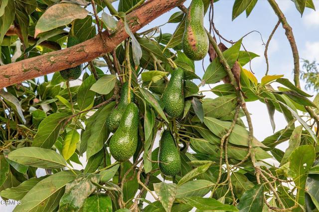 Detail Gallery Image 15 of 22 For 295 W Mission Ave, Ventura,  CA 93001 - – Beds | – Baths