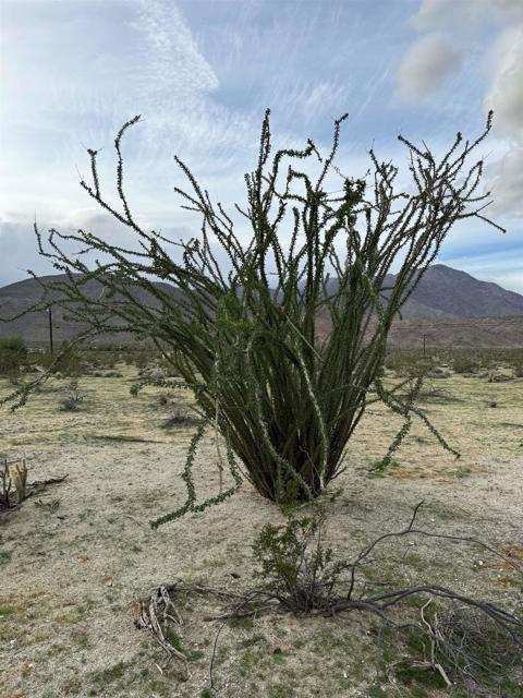 78 Broken Arrow, Borrego Springs CA: https://media.crmls.org/mediaz/067545ec-f859-4a45-b61f-b0d622d3c48a.jpg