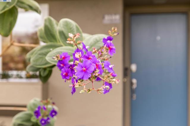 3109 La Campania, Alameda CA: https://media.crmls.org/mediaz/06773175-14f6-407f-b2cf-fc2d791b1954.jpg