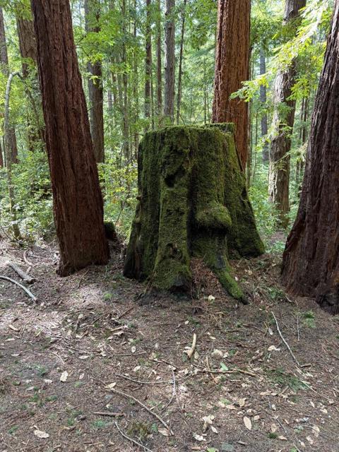0 Slate Creek Rd., La Honda CA: https://media.crmls.org/mediaz/0735be38-3244-47b5-b29b-6847d6734600.jpg