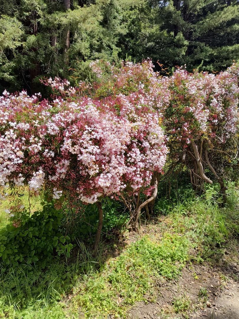https://media.crmls.org/mediaz/0741533d-90c0-4241-a058-5fcd30d18c1d.jpg?preset=X-Large