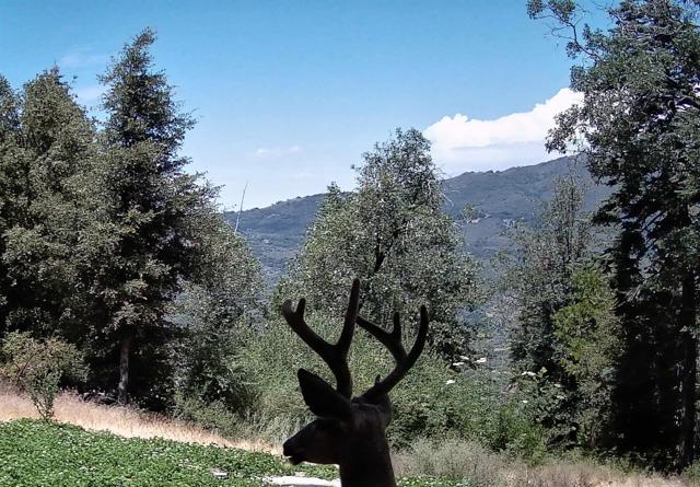 0 Conifer Lane, Palomar Mountain CA: https://media.crmls.org/mediaz/0773614b-4542-441c-a976-2bbe624327d4.jpg