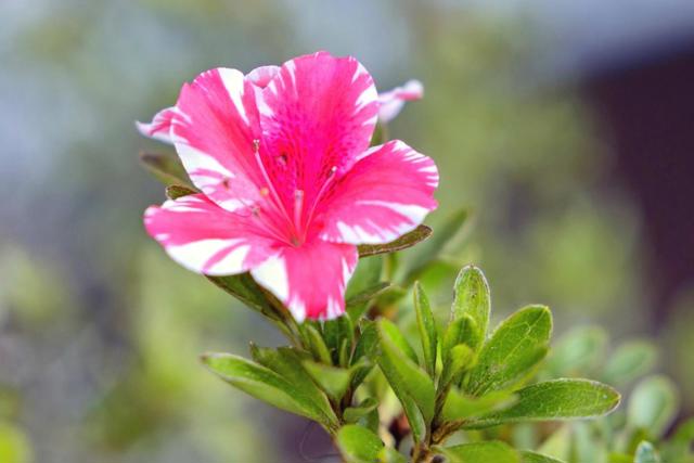 243 Selby Lane, Atherton CA: https://media.crmls.org/mediaz/07c8ac89-f10b-456e-b5da-f2cc304f4042.jpg