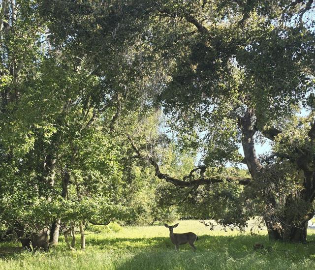 16 SLEEPY HOLLOW DRIVE, Carmel Valley CA: https://media.crmls.org/mediaz/08478d9d-fba6-4542-aa4b-0be2e64d0242.jpg