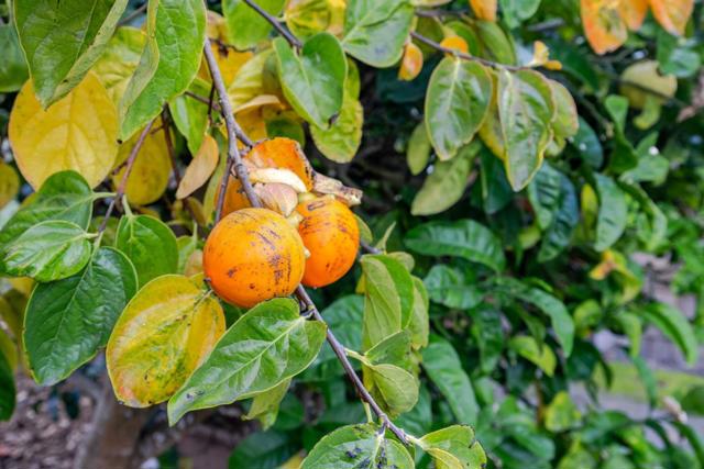 1009 Miramontes Street, Half Moon Bay CA: https://media.crmls.org/mediaz/084cdd09-fd68-4121-890c-73a0d5cb75bd.jpg