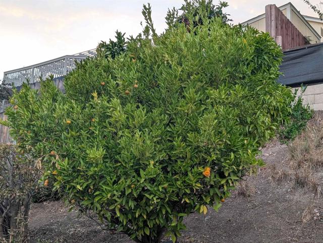 8774 Tommy Drive, San Diego CA: https://media.crmls.org/mediaz/0889023a-35f8-415a-9beb-595b1b7b3290.jpg